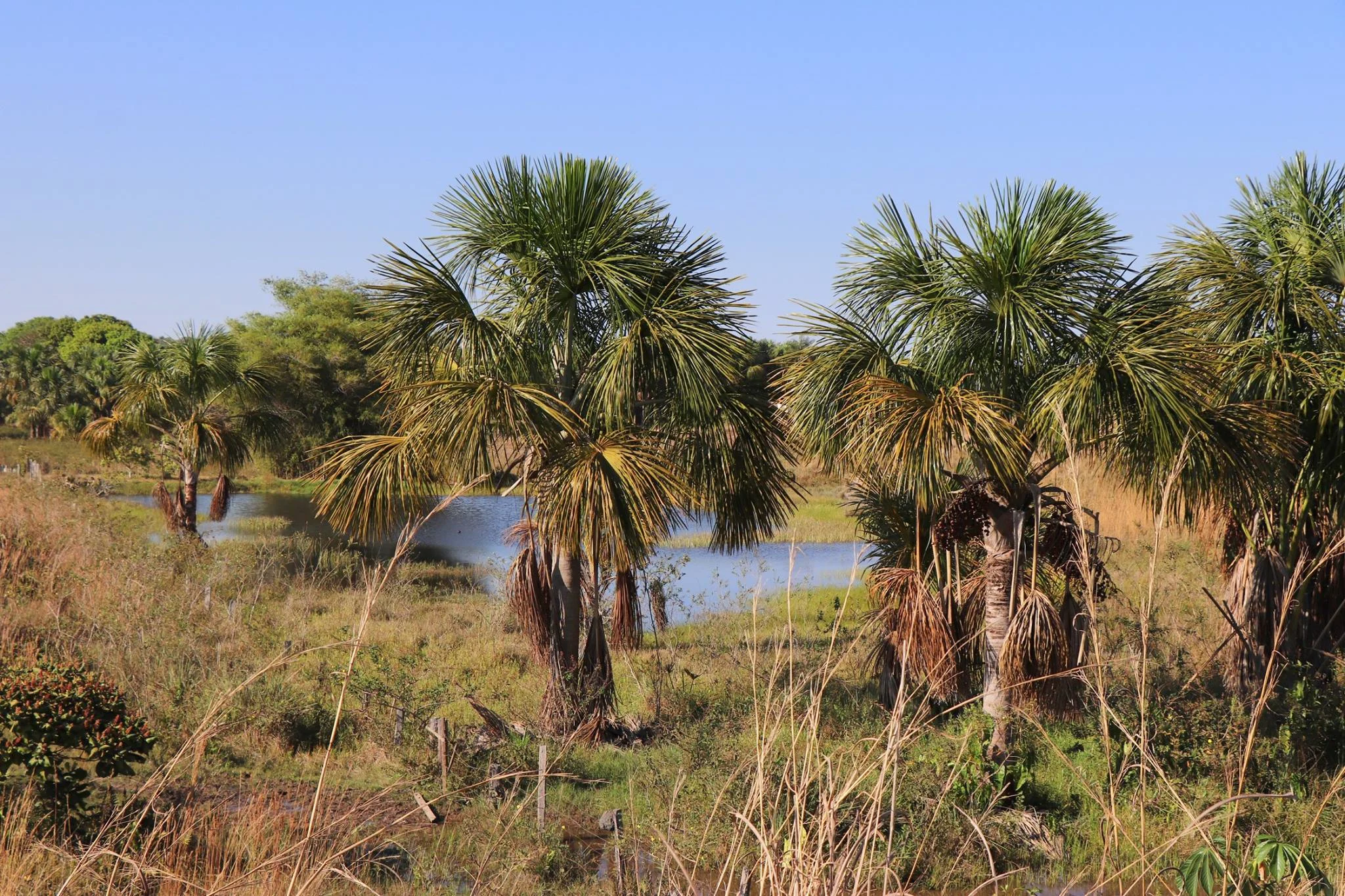 Foto do album Santo Afonso