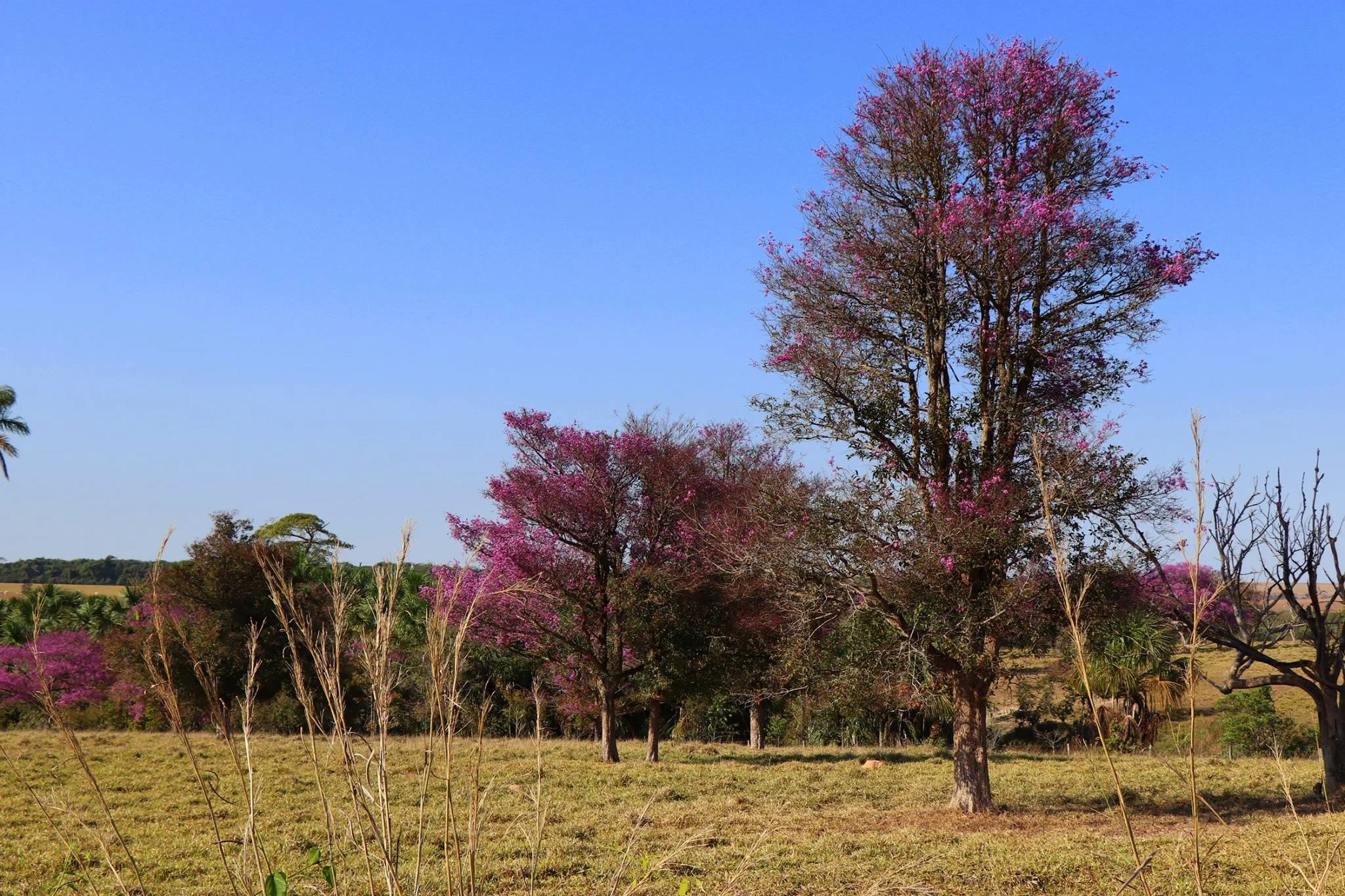 Foto do album Santo Afonso