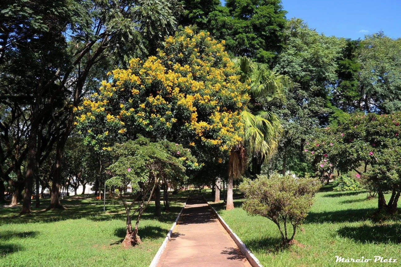 Foto do album São João