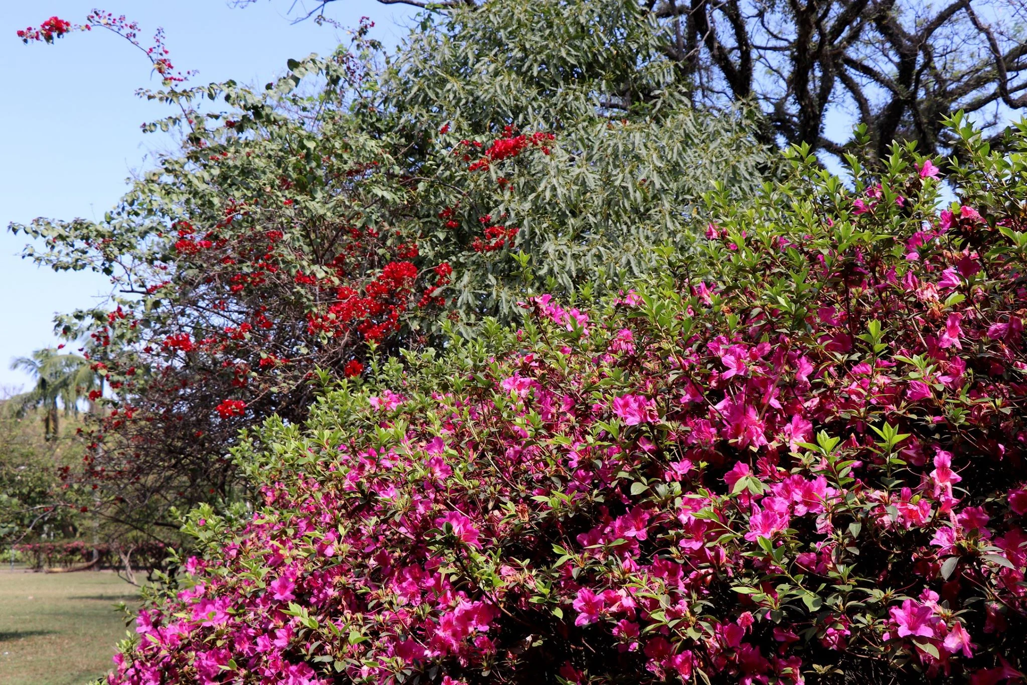 Foto do album São Paulo - Ibirapuera