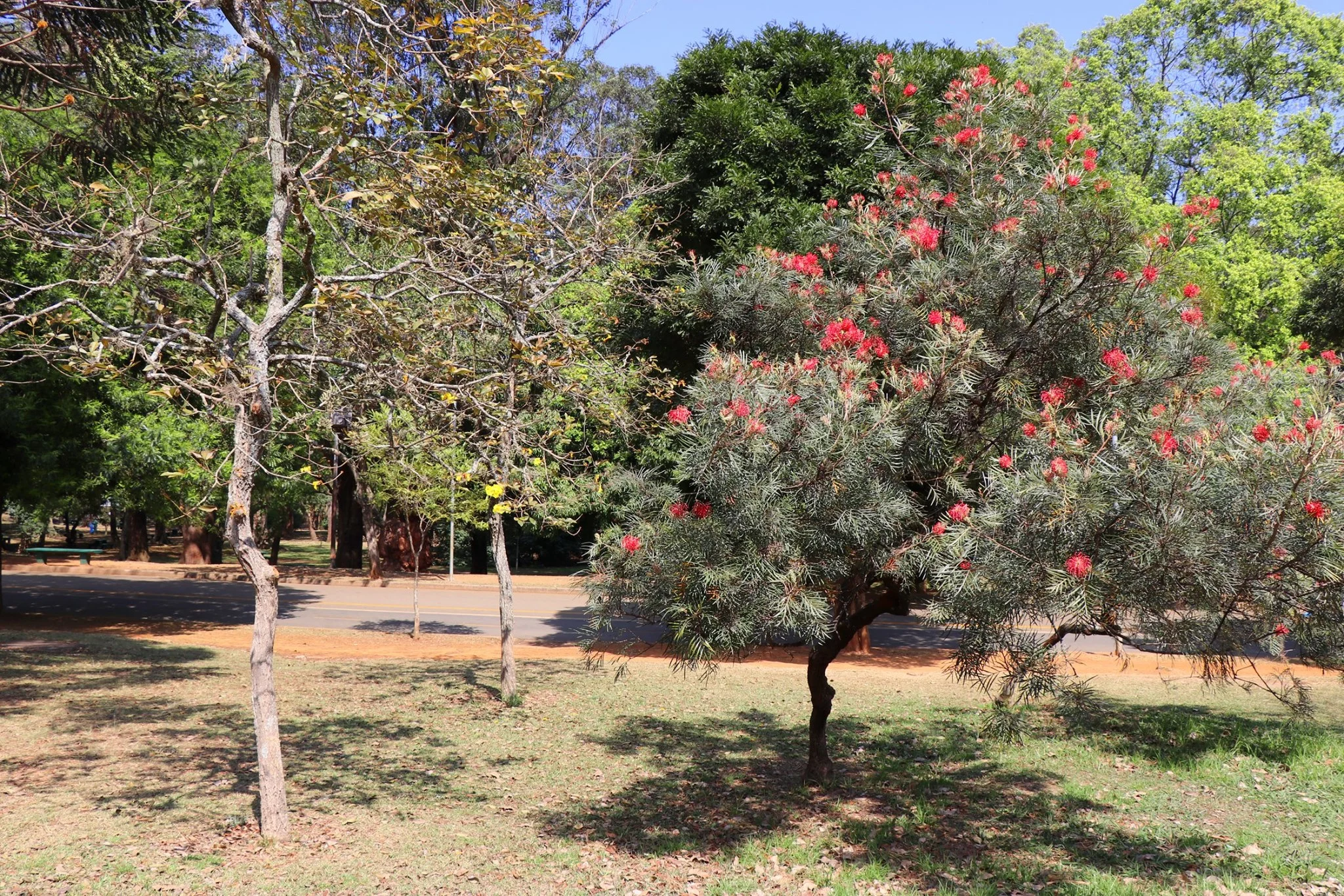 Foto do album São Paulo - Ibirapuera