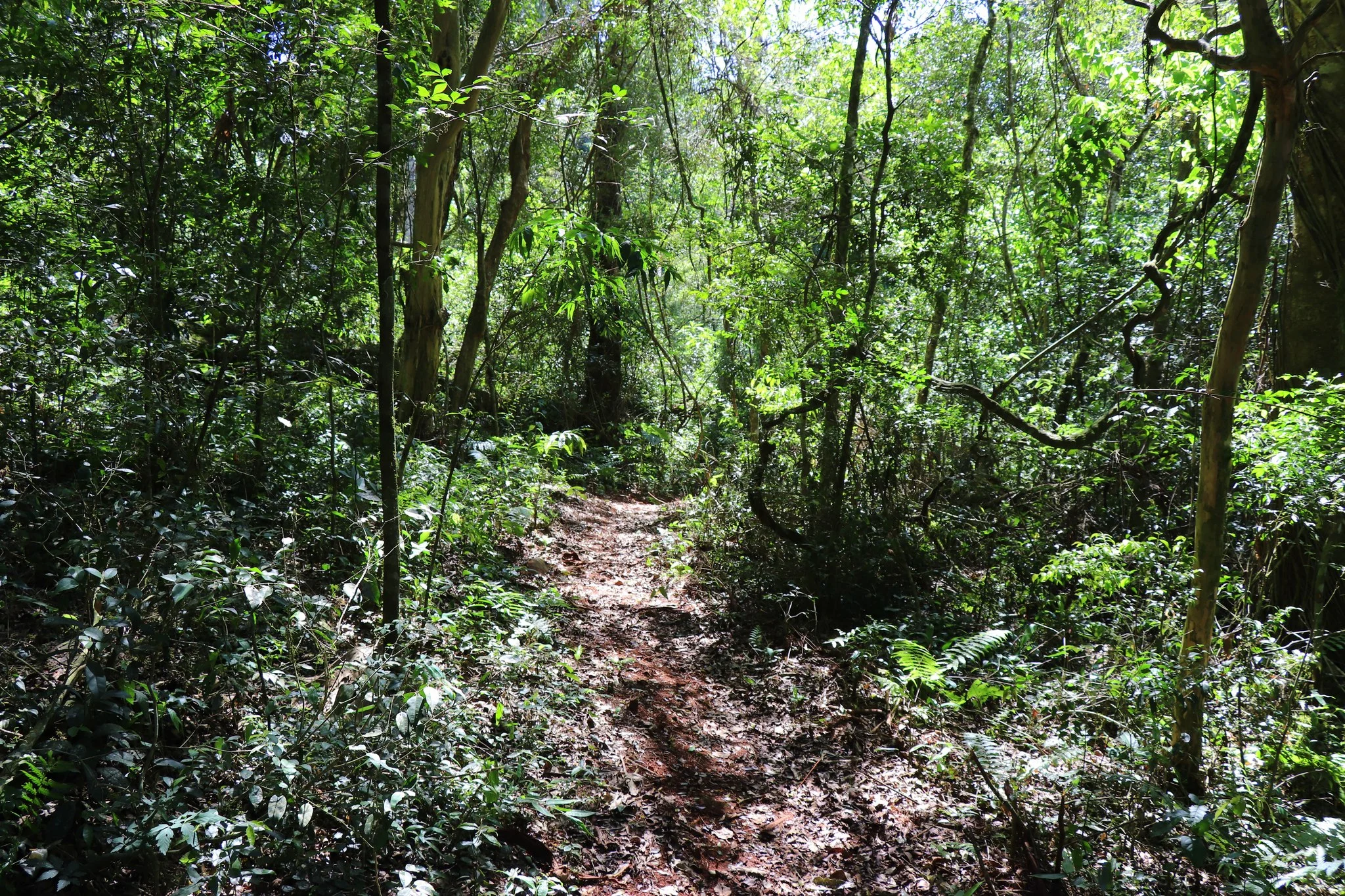 Foto do album Serranópolis do Iguaçu