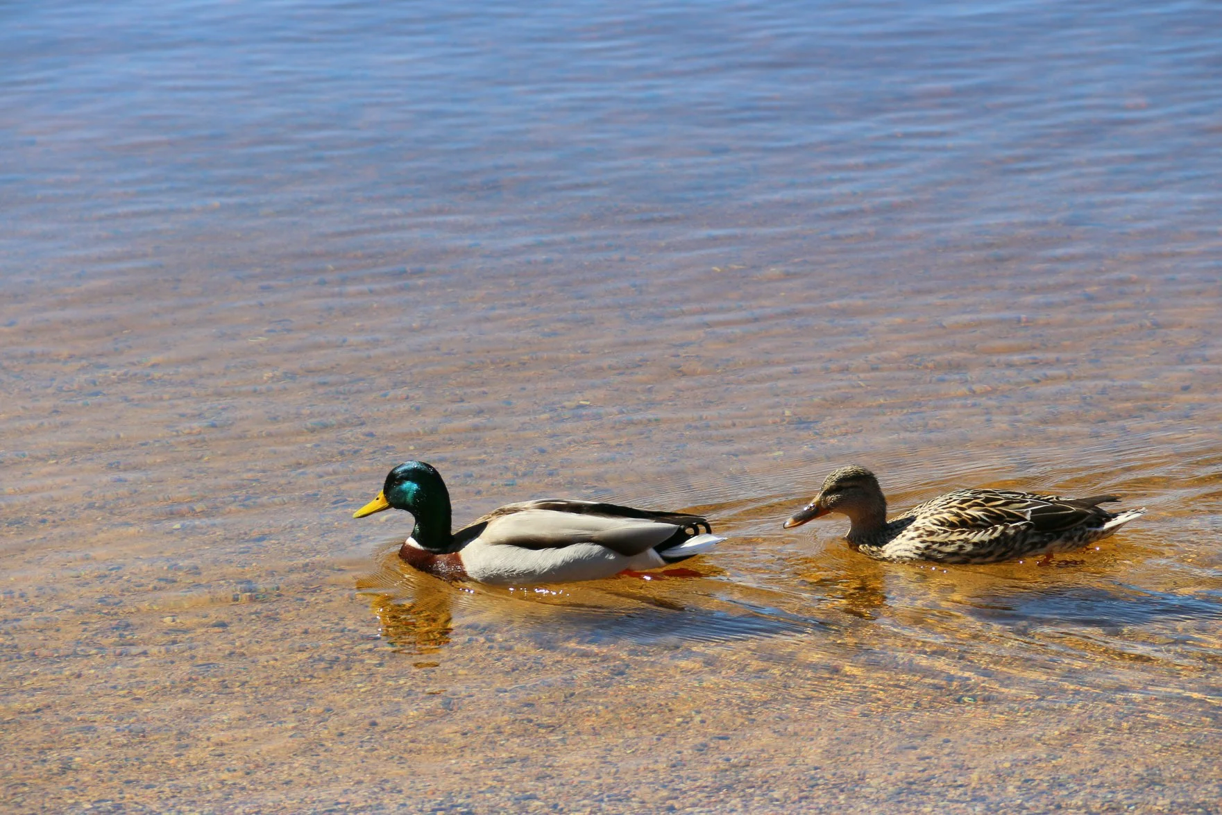 A fauna local aproveita as límpidas águas do lago