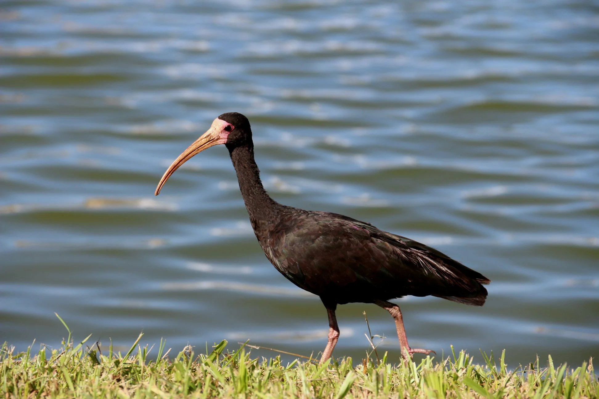 Os animais estão presentes em grande número no entorno da Lagoa do Violão