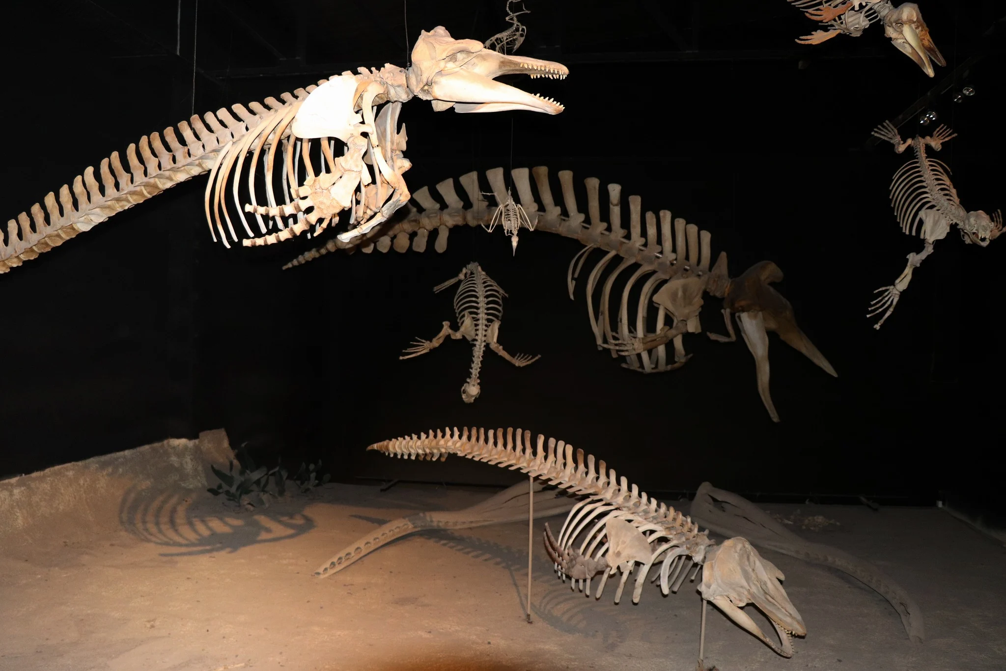 Museu Paleontológico Egidio Feruglio