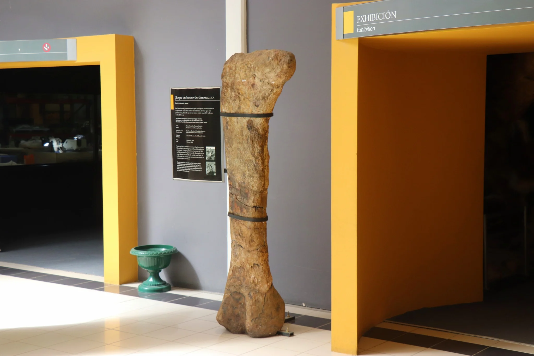 Museu Paleontológico Egidio Feruglio - Um osso de dinossauro de verdade, exposto para ser tocado pelos visitantes