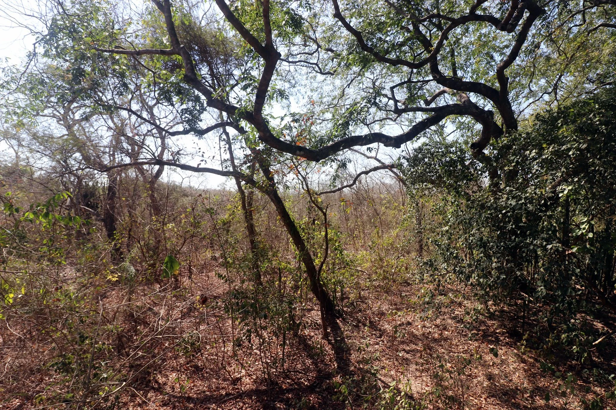 Parque Municipal Flor do Ipê
