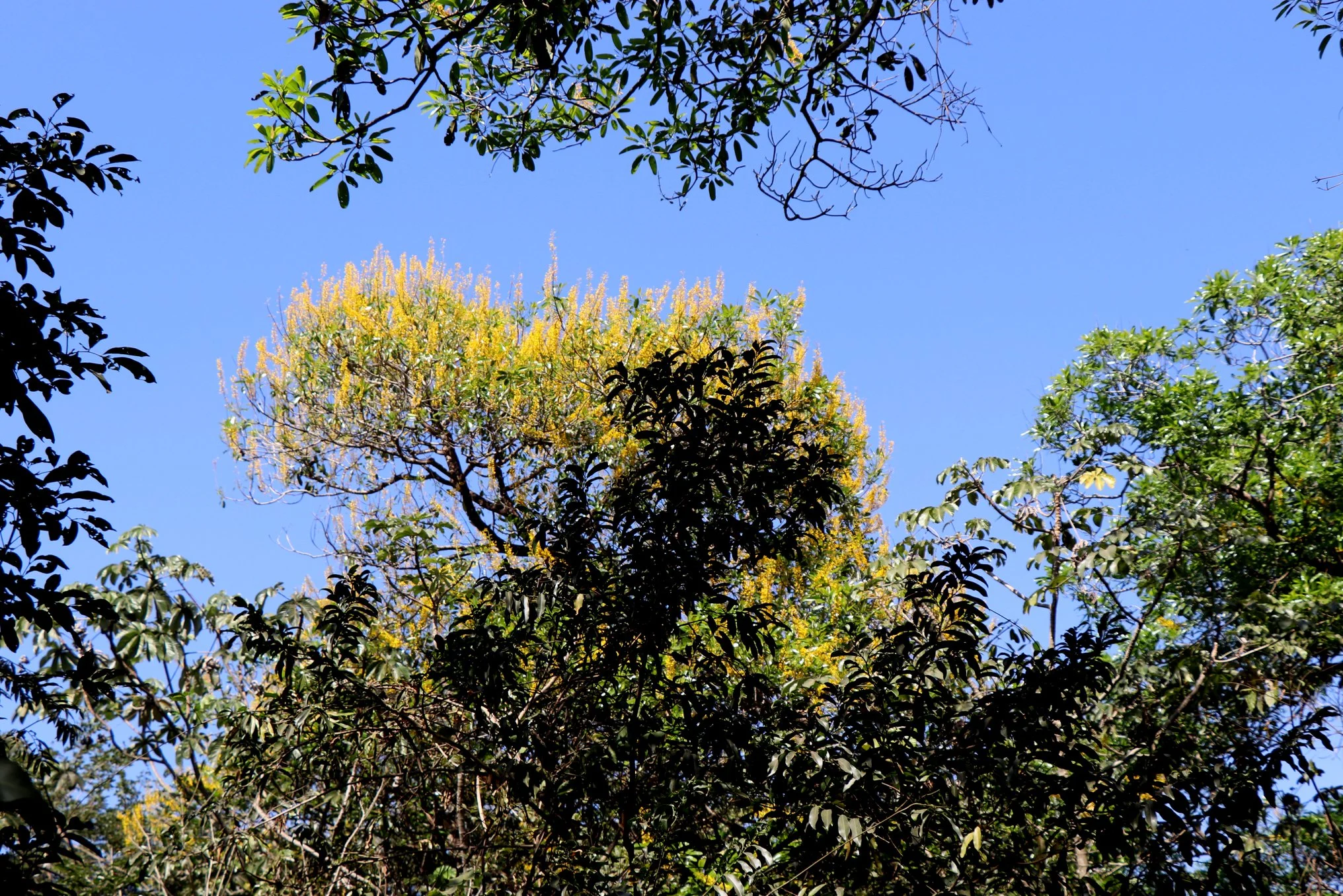 Parque Municipal Flor do Ipê
