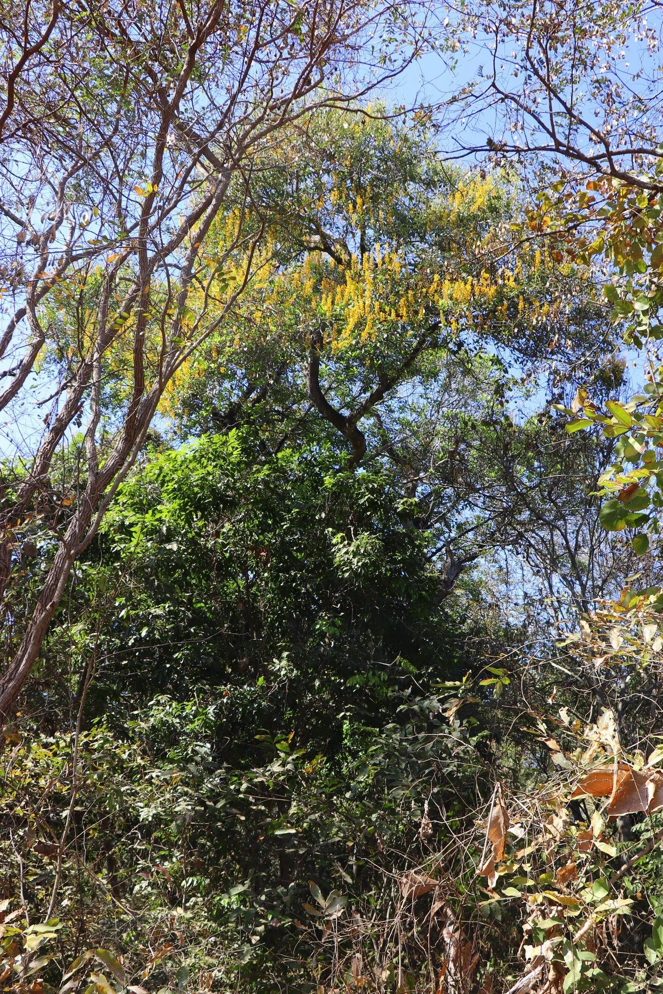 Parque Municipal Flor do Ipê