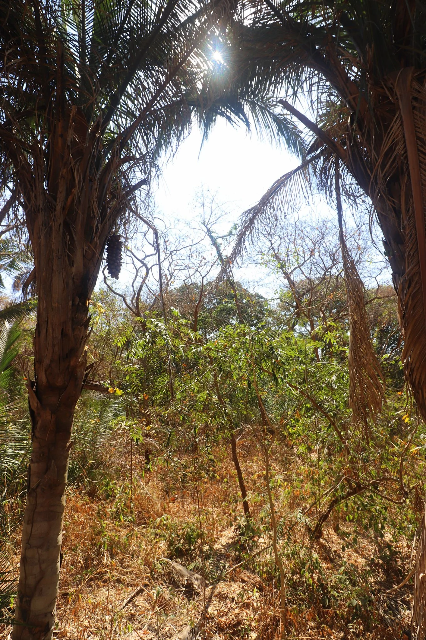 Parque Municipal Flor do Ipê