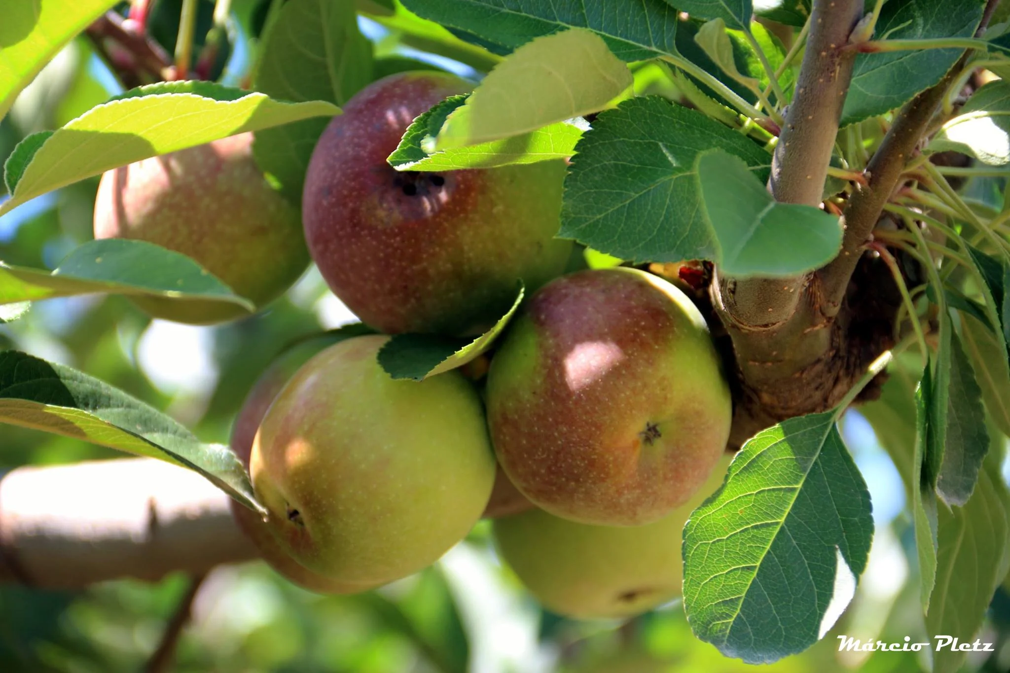 Veranópolis é produtora de maças