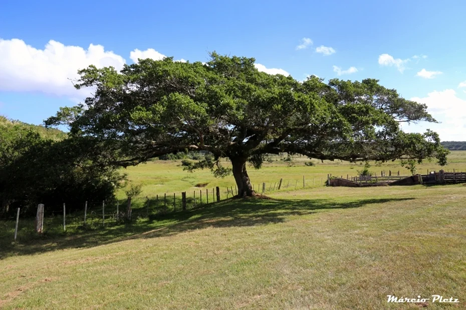 Foto do album Viamão