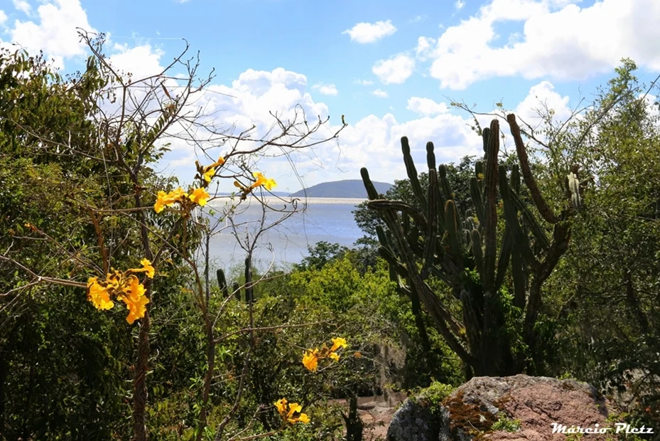 Foto do album Viamão